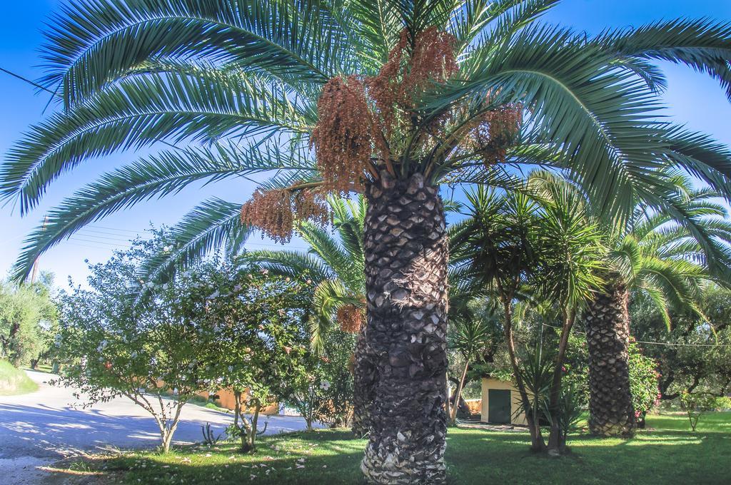 Olive Grove Apts Lithakia  Room photo